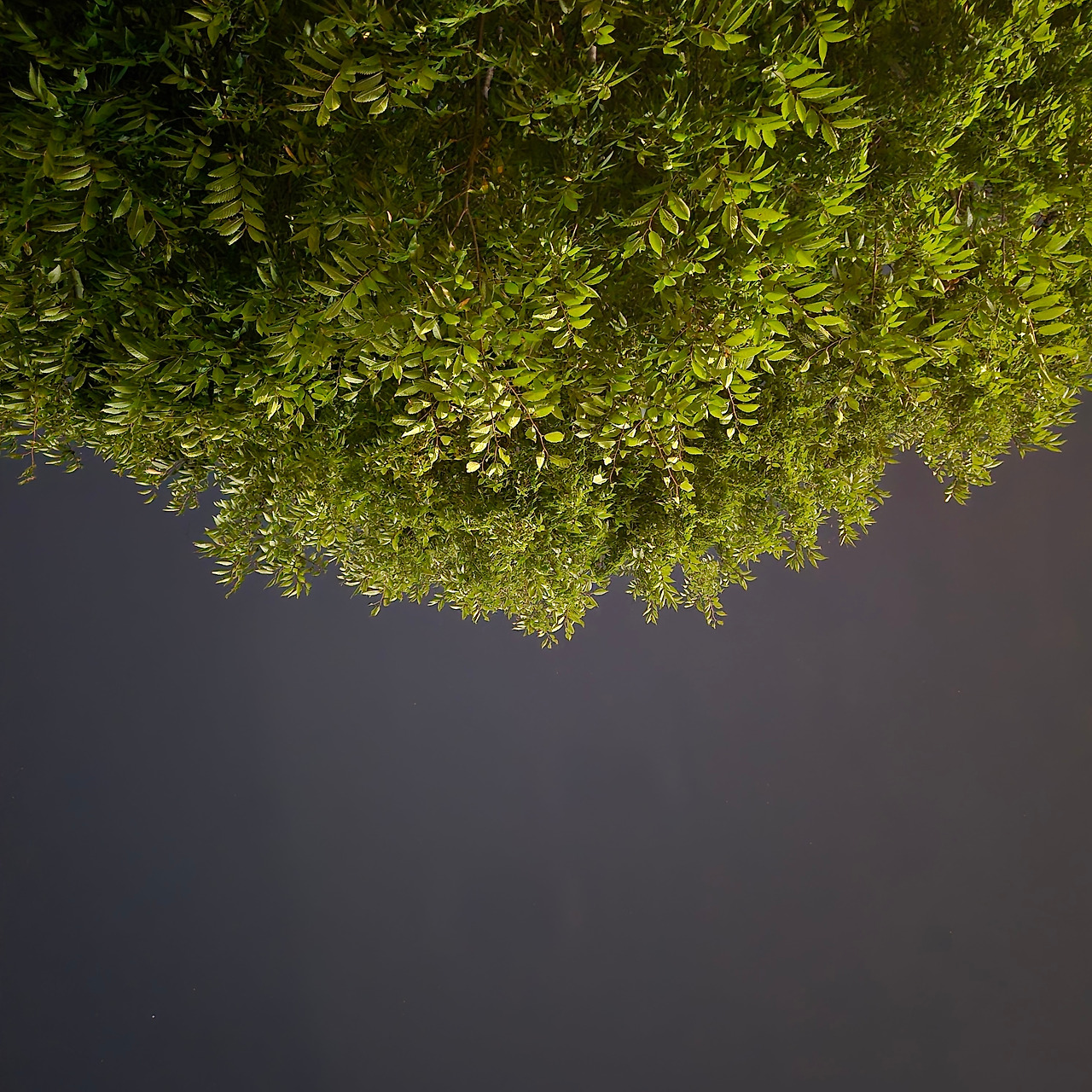 누워서 본 나무.jpg