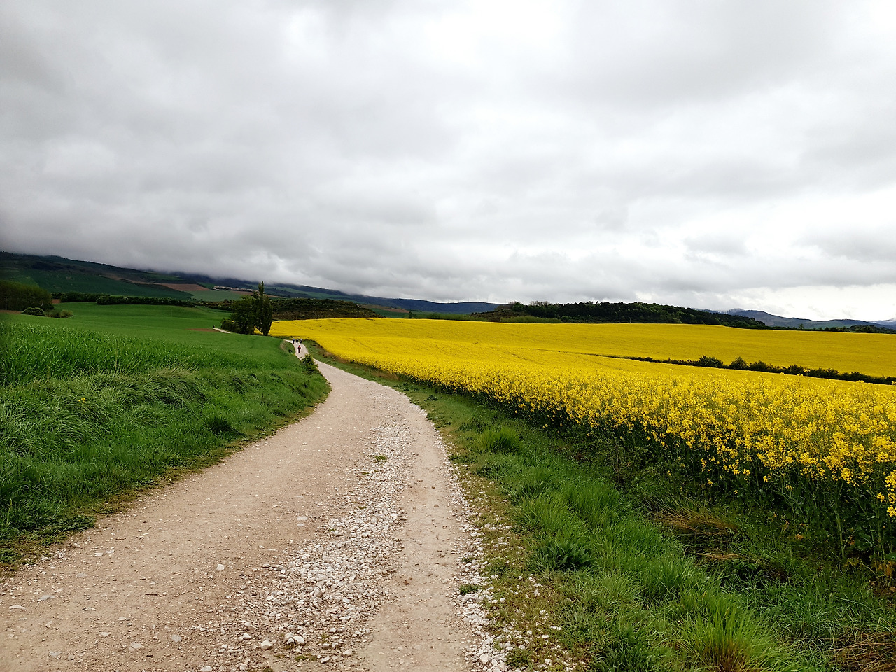 KakaoTalk_20220719_144111820산티아고길 노란유채꽃과 길.jpg