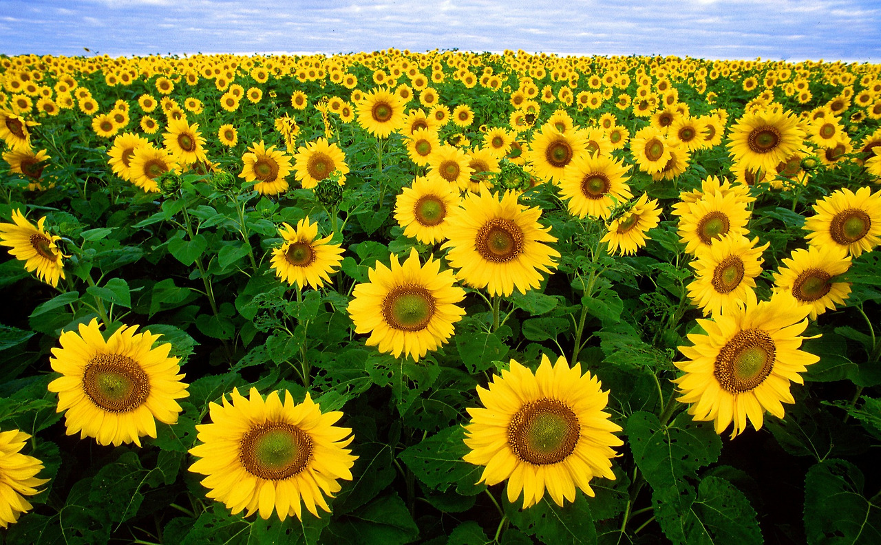 sunflower-11574_1920.jpg
