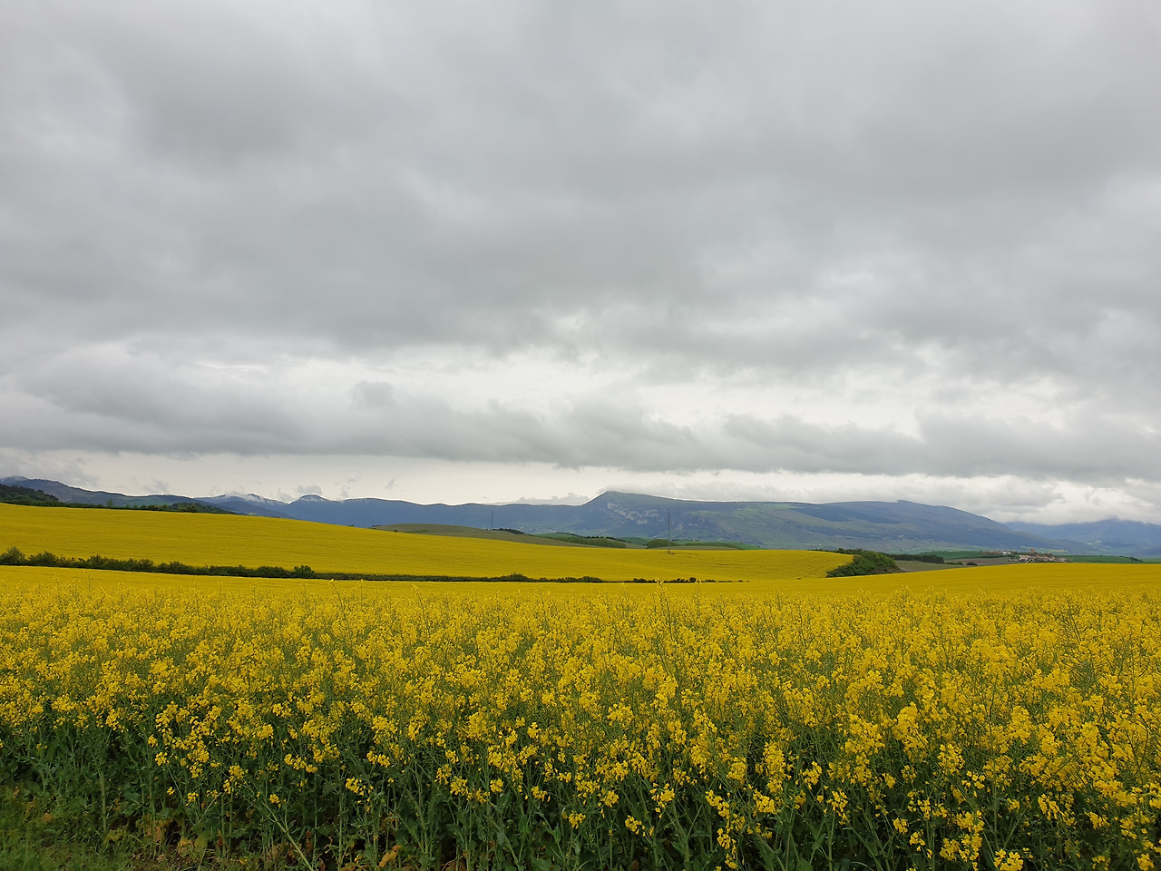 KakaoTalk_20220719_144045476산티아고길 노란유채꽃.jpg