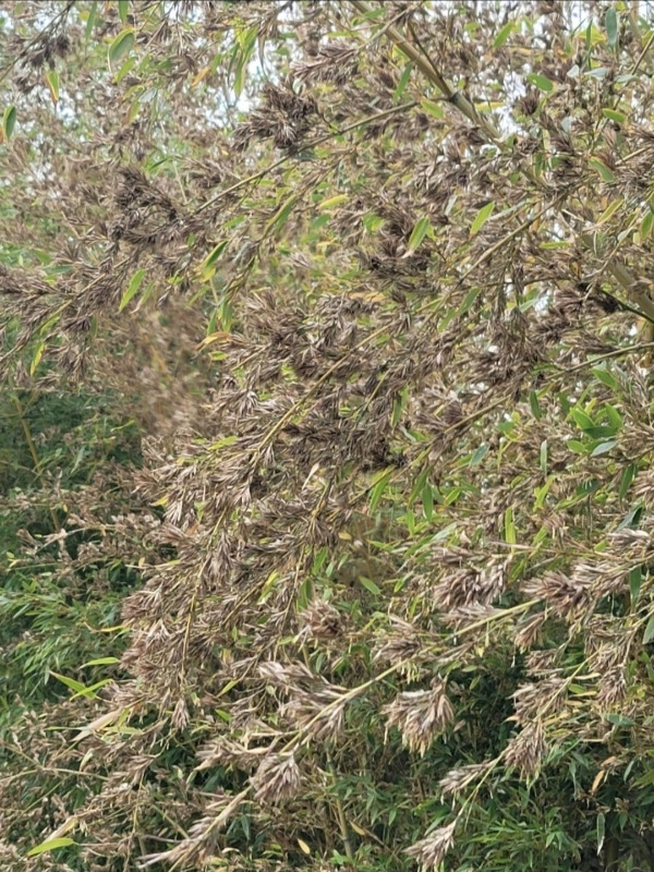 Screenshot_20250728_193625_Naver Blog.jpg