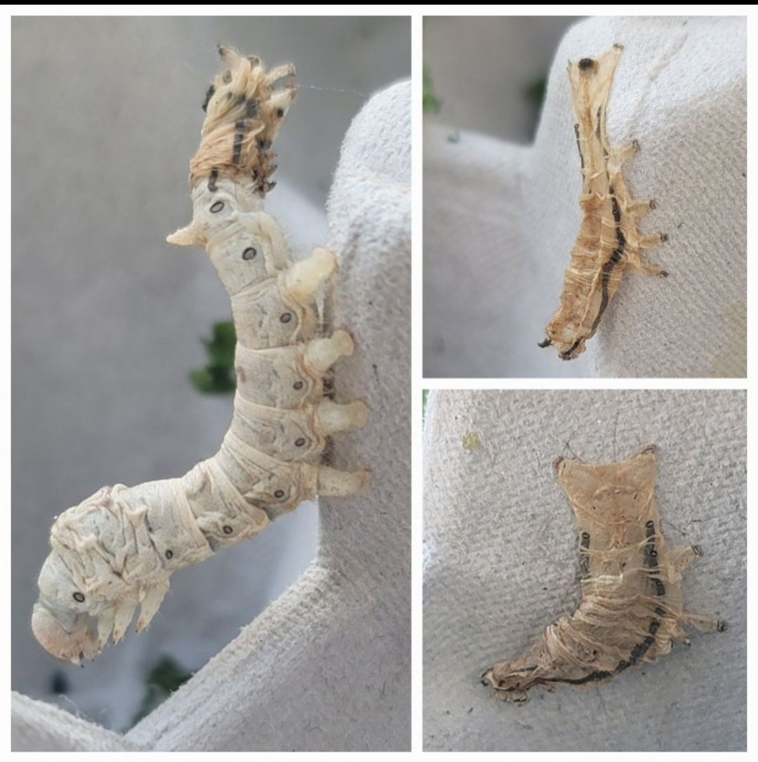 Screenshot_20250624_133425_Naver Blog.jpg