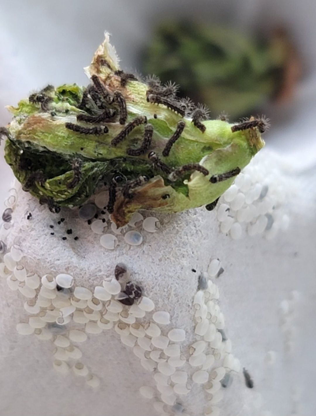 Screenshot_20250624_133338_Naver Blog.jpg