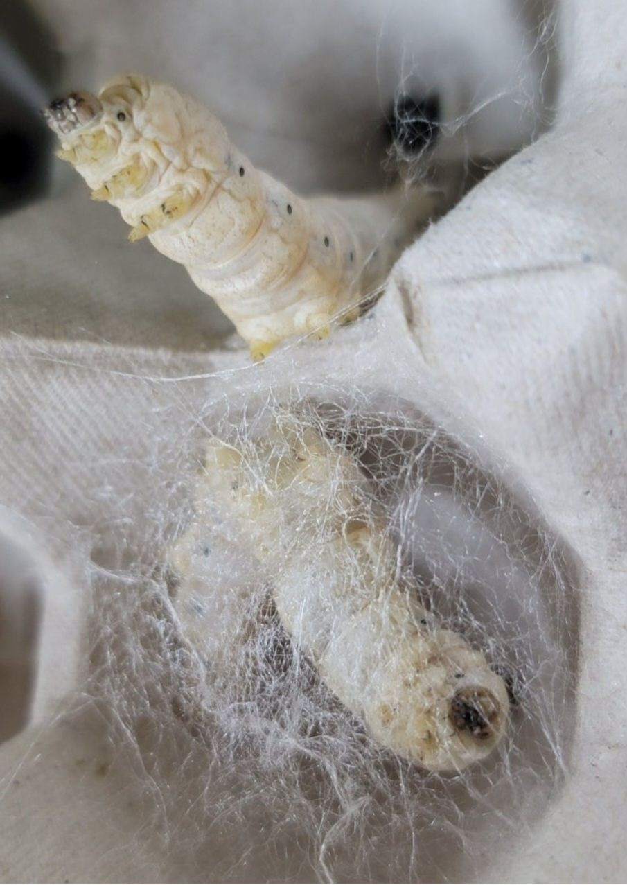 Screenshot_20250624_133443_Naver Blog.jpg