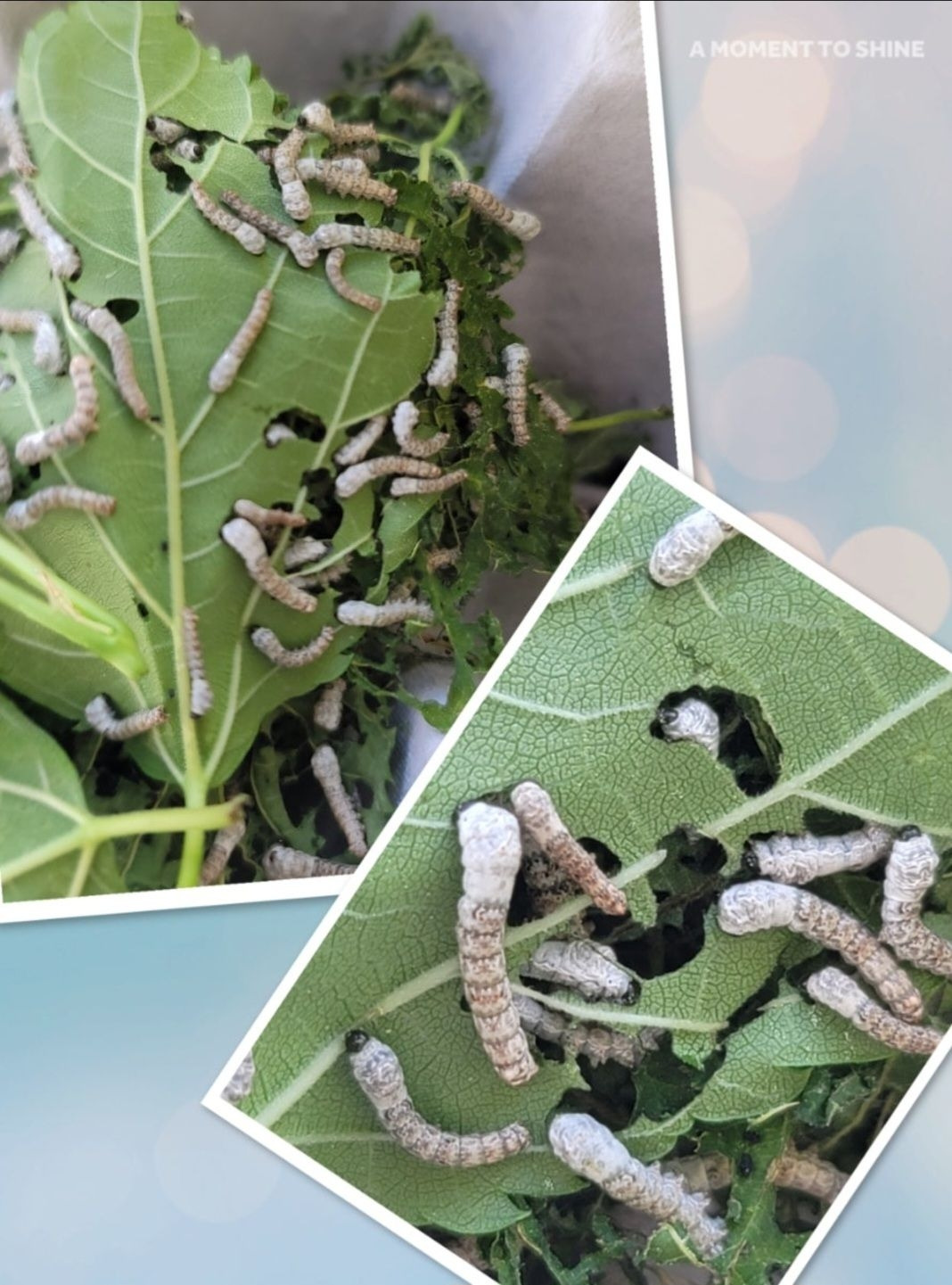 Screenshot_20250624_133401_Naver Blog.jpg