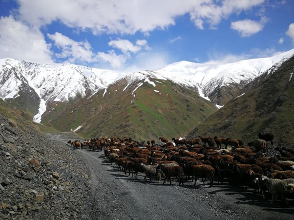 키르기 촐폰아1.jpg