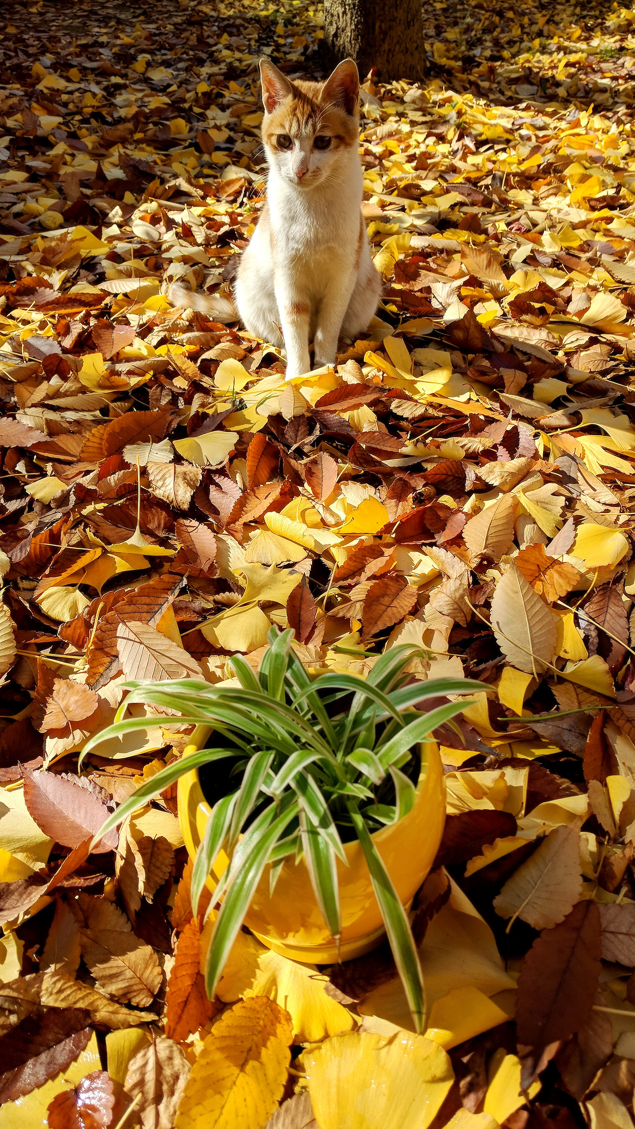 IMG_20181112_120409 - 복사본.jpg