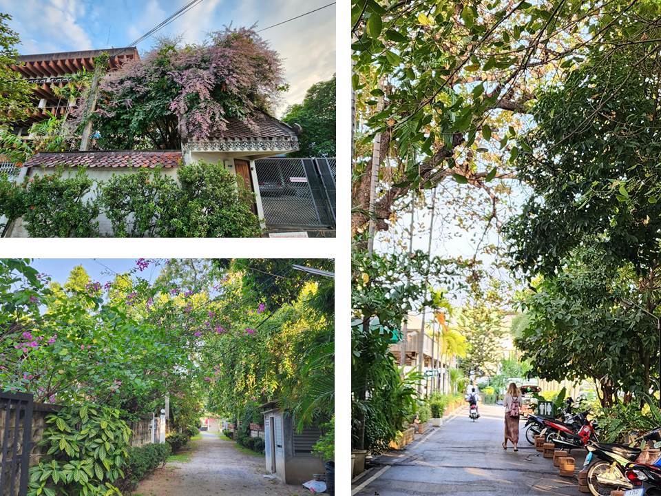 나무가 있는 골목.jpg