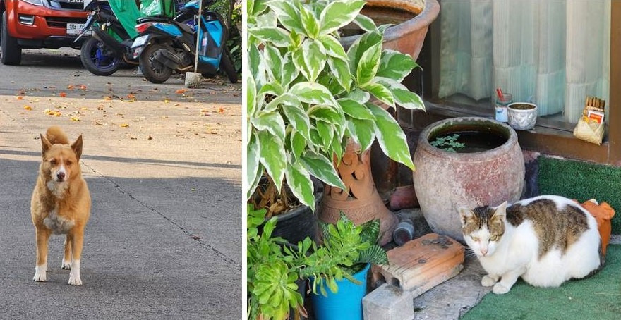 냥이와 멍멍이.jpg