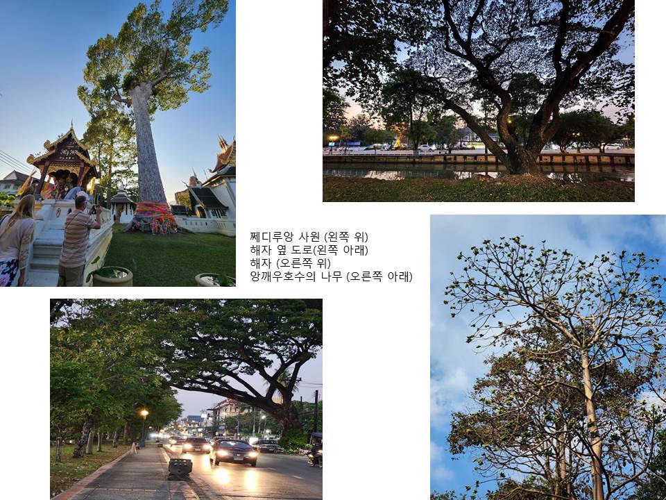 영이 깃든 나무들.jpg