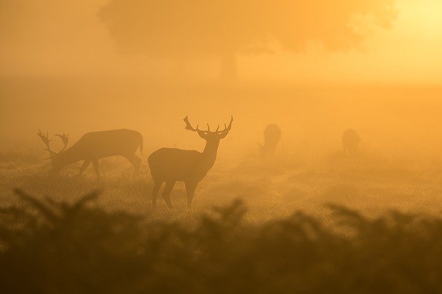 deer-1082318_640.jpg