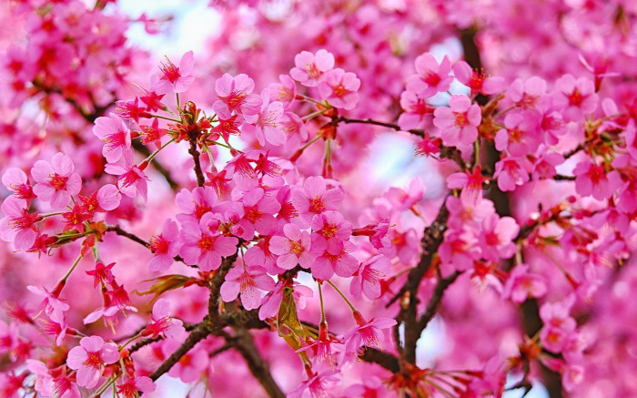 blossom-4170450_1280.jpg