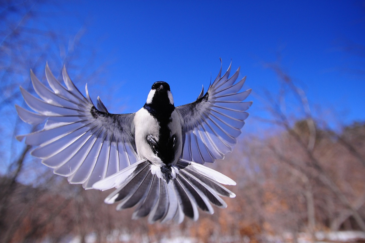 chickadee-gd76e4b1e9_1280.jpg