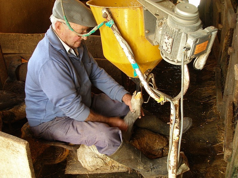 800px-Foie_gras_-_gavage_in_Rocamadour,_France.jpg