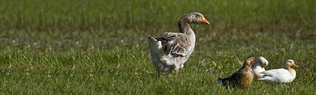 foie gras-oie-et-canards.jpg