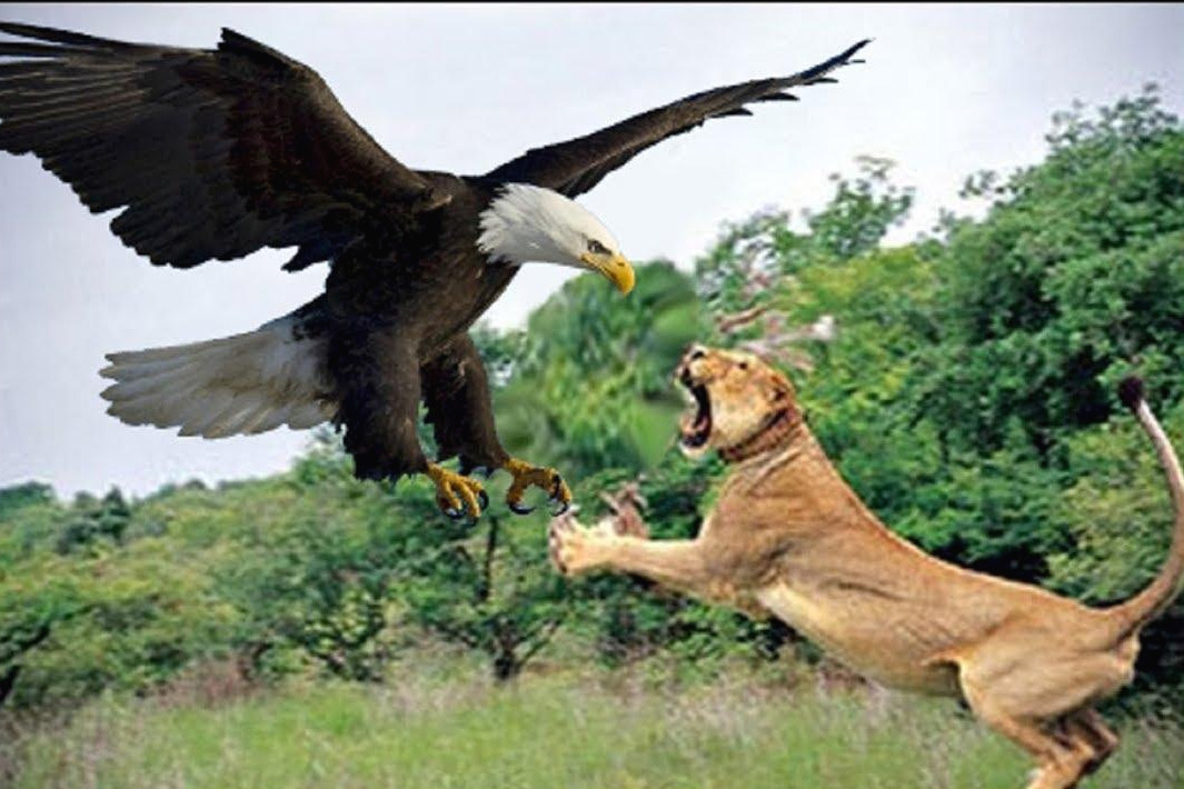 사자와 독수리.jpg
