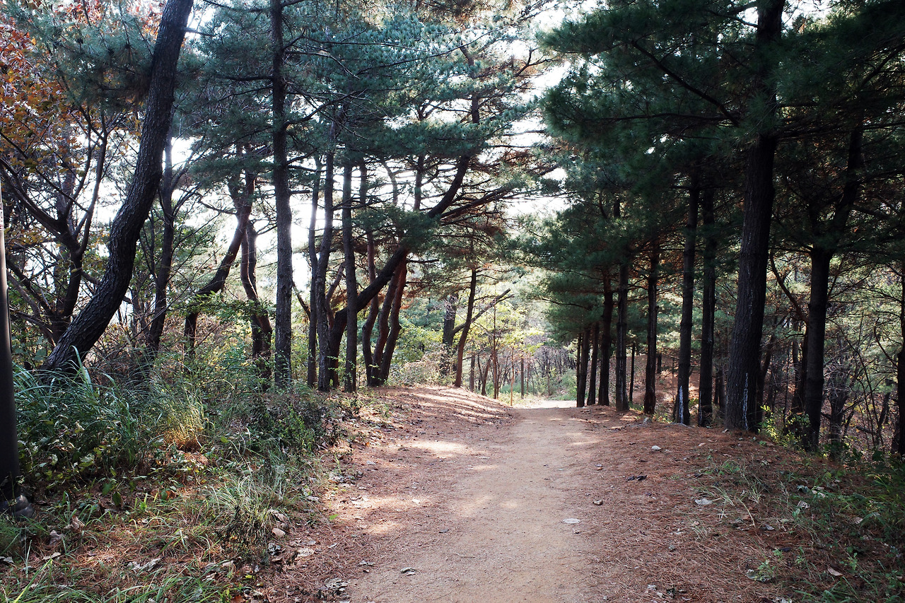 매봉산 산책.jpg