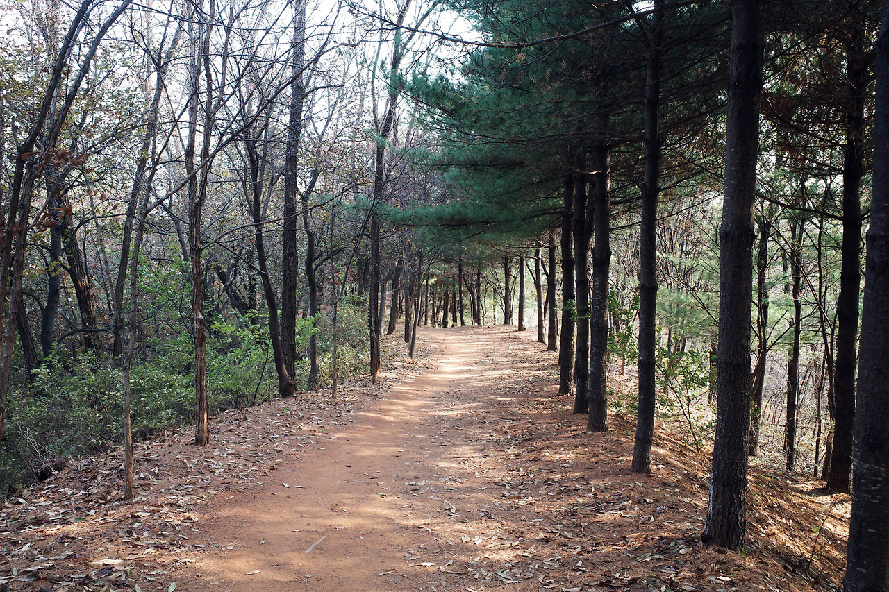 매봉산 산책2.jpg