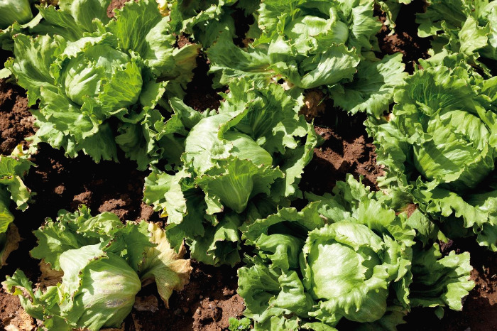 식후혈당이 오르락 내리락 혈당 스파이크 막는 방법5.jpg