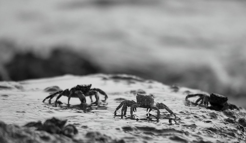 crabs-3576190_960_720.jpg