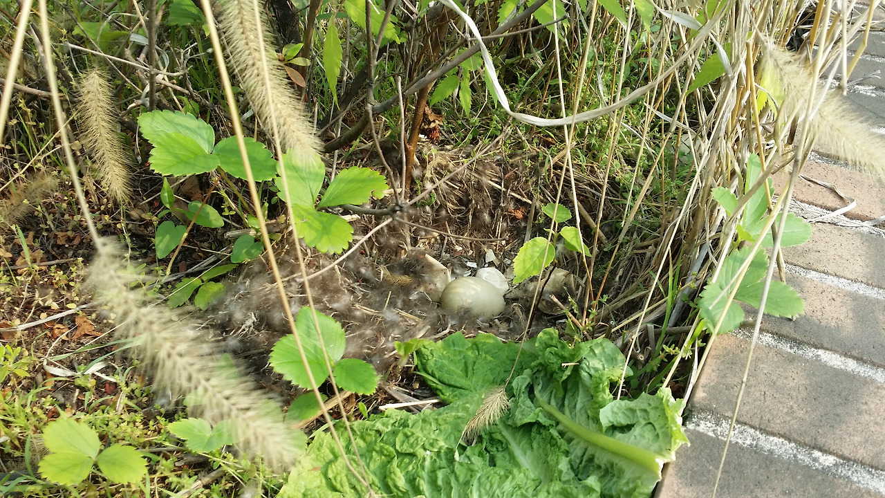 건물 옥상 위 둥지 흔적 (2).jpg