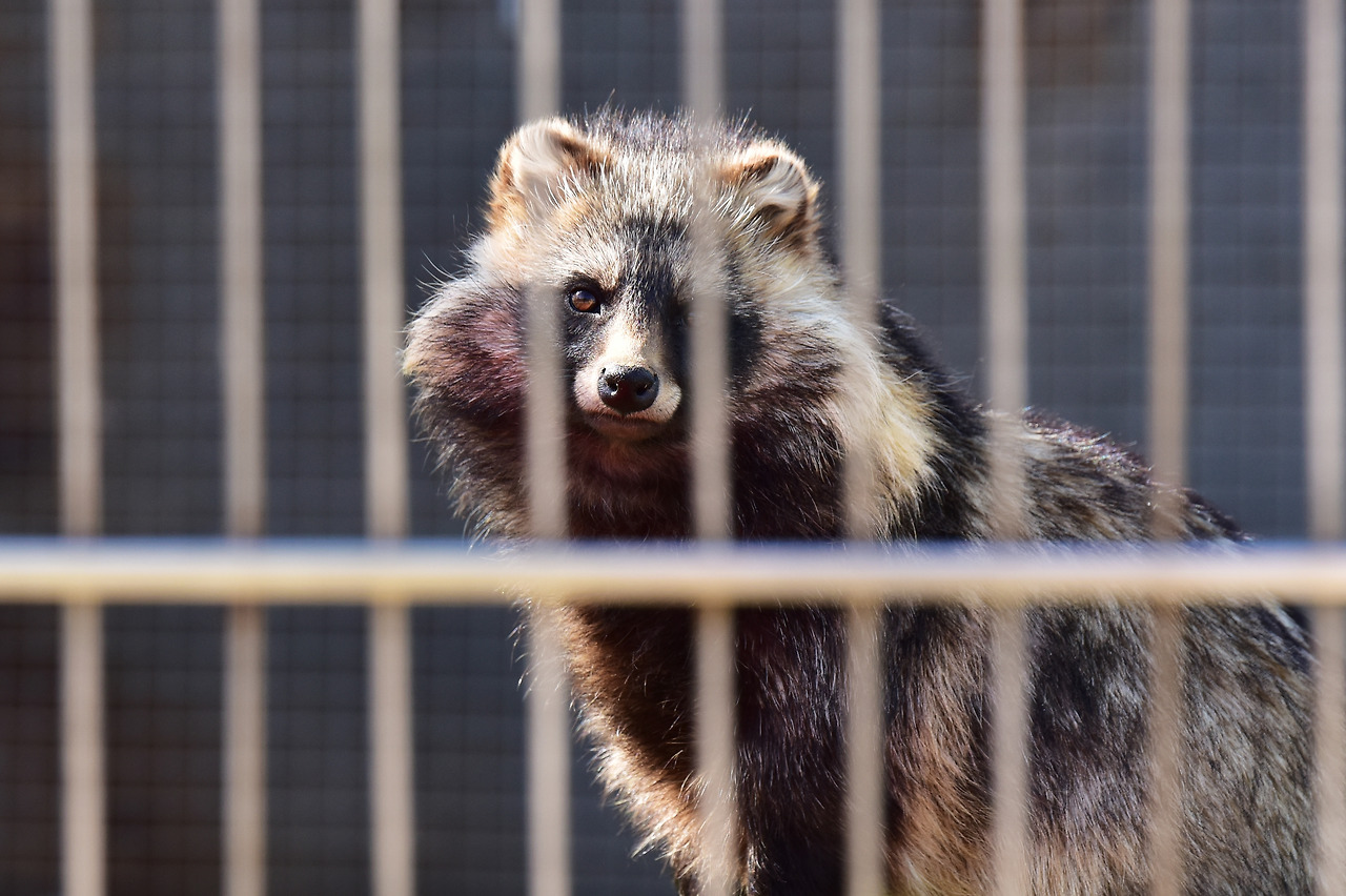계류 공간 내에 머무는 동물의 모습.jpg