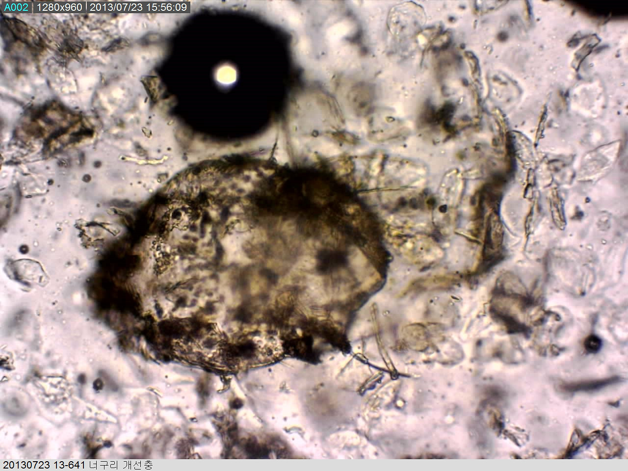 너구리 개선충 사진.jpg