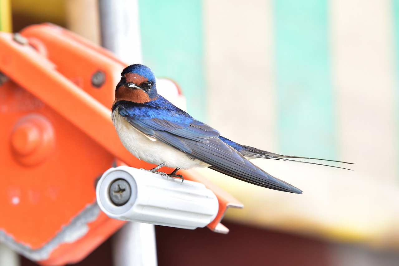 제비 전신 모습.jpg