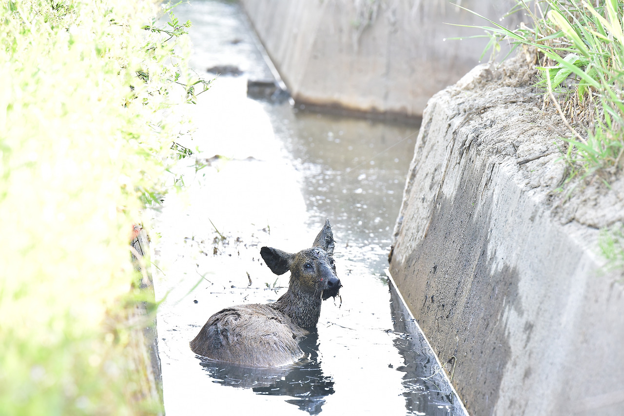 농수로 고립 고라니1.jpg