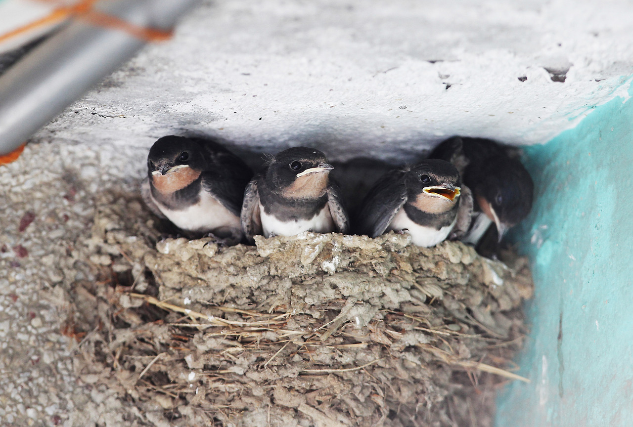 새끼 제비와 둥지.jpg