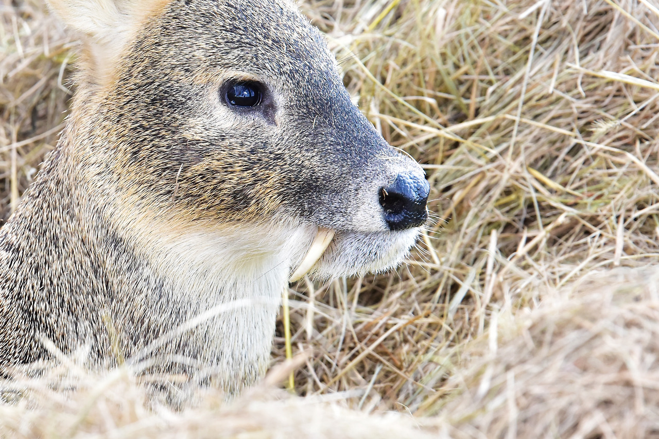 고라니 송곳니.jpg