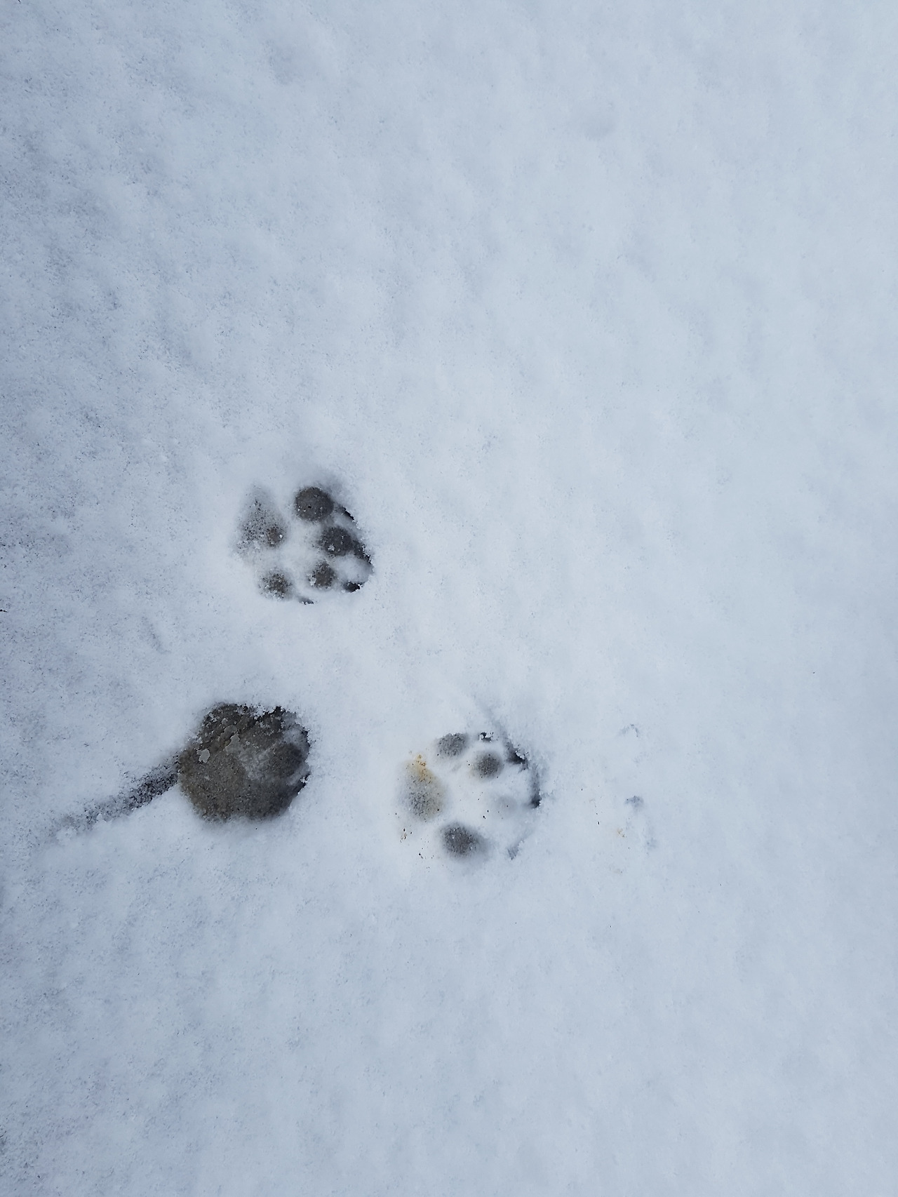 눈 위의 발자국.jpg
