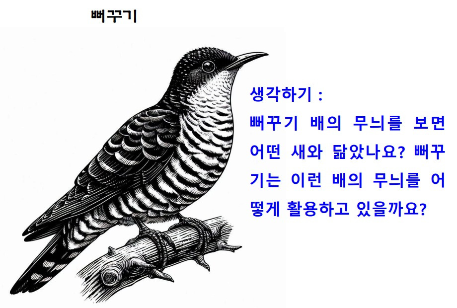 36뻐꾸기.jpg