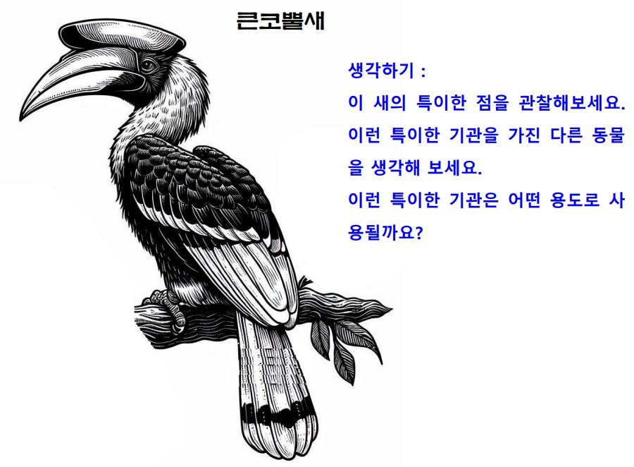 39큰코뿔새.jpg