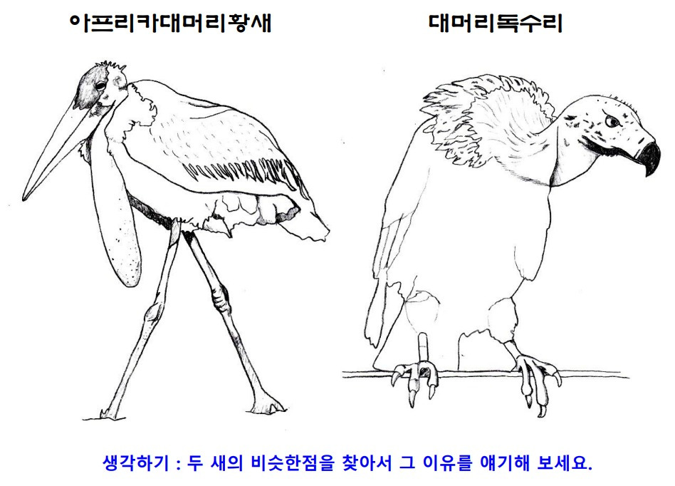 11아프리카대머리황새_독수리.jpg