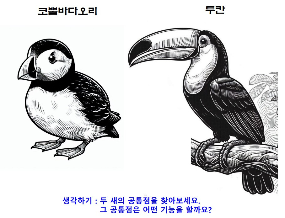 15투칸_코뿔바다오리.jpg