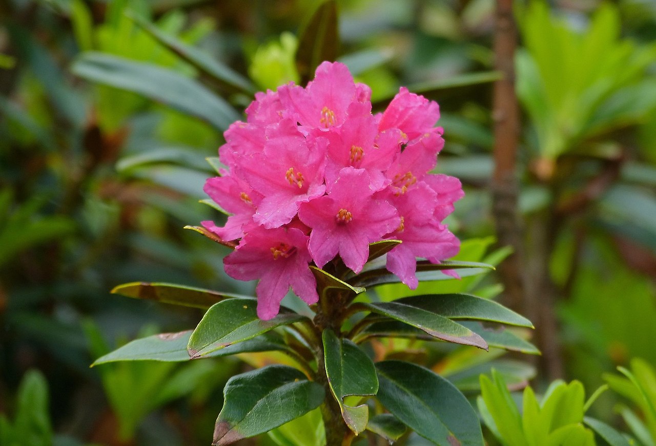 Alpenrose_(Rhododendron_ferrugineum)_(9135007571).jpg