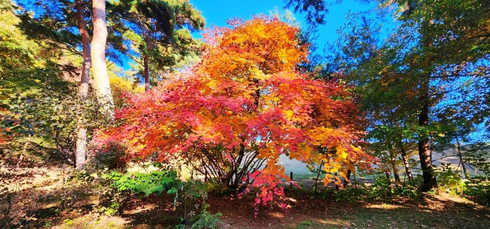 동구릉 이미지.jpg