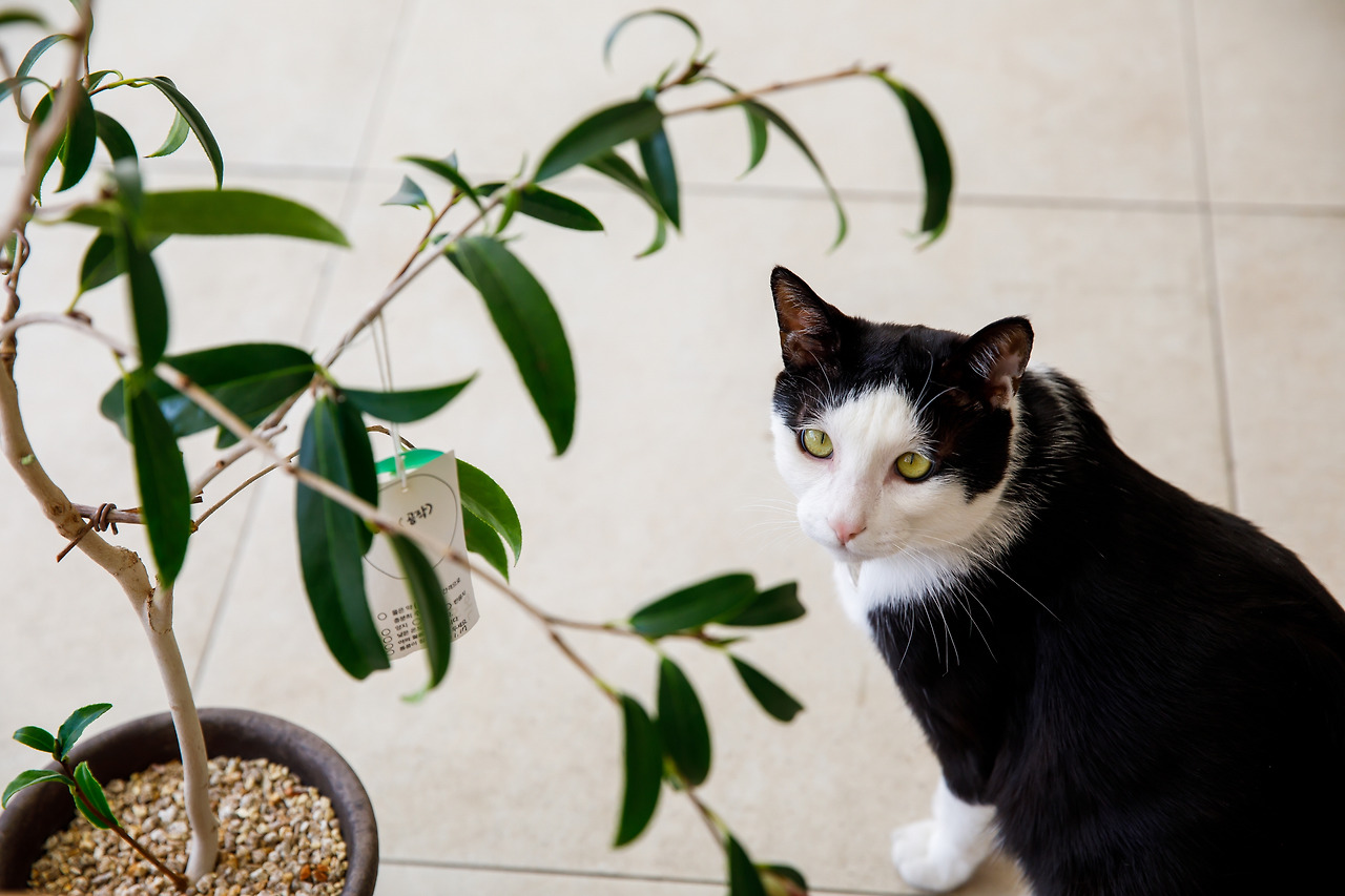 목로정원 일라미.jpg