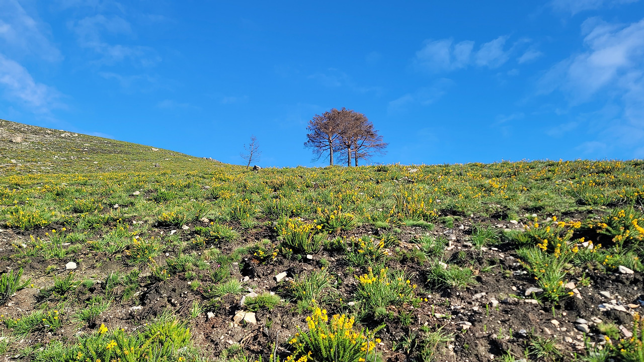 22.산불과 울렉스.jpg