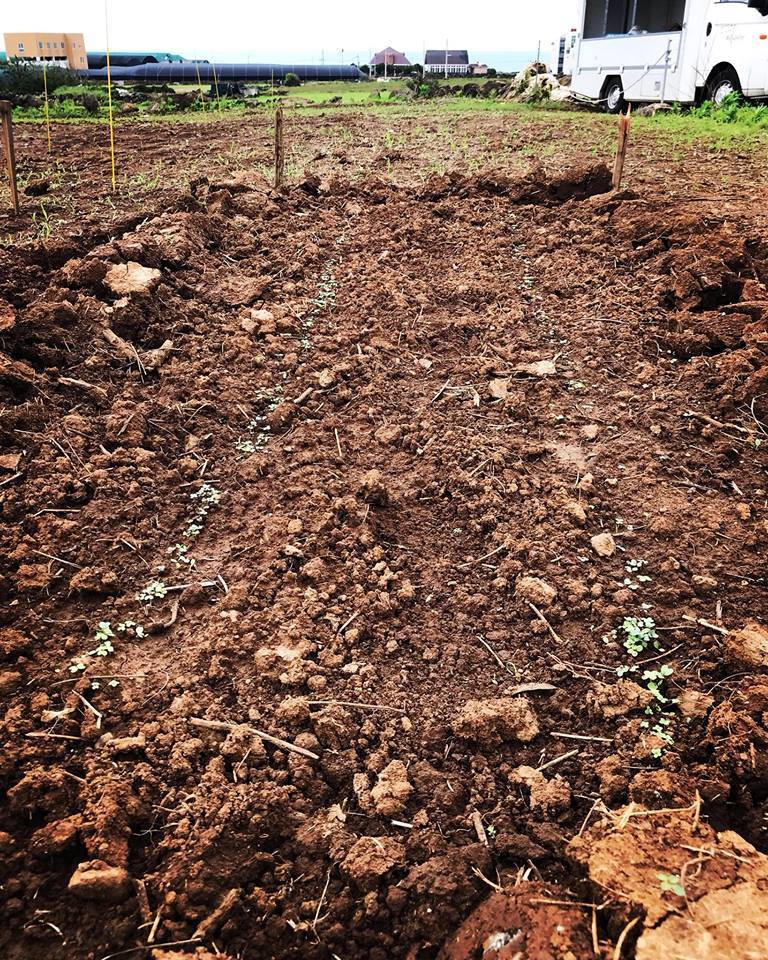 비온뒤 쌈채소 씨앗에서 떡잎이 나왔다..jpg