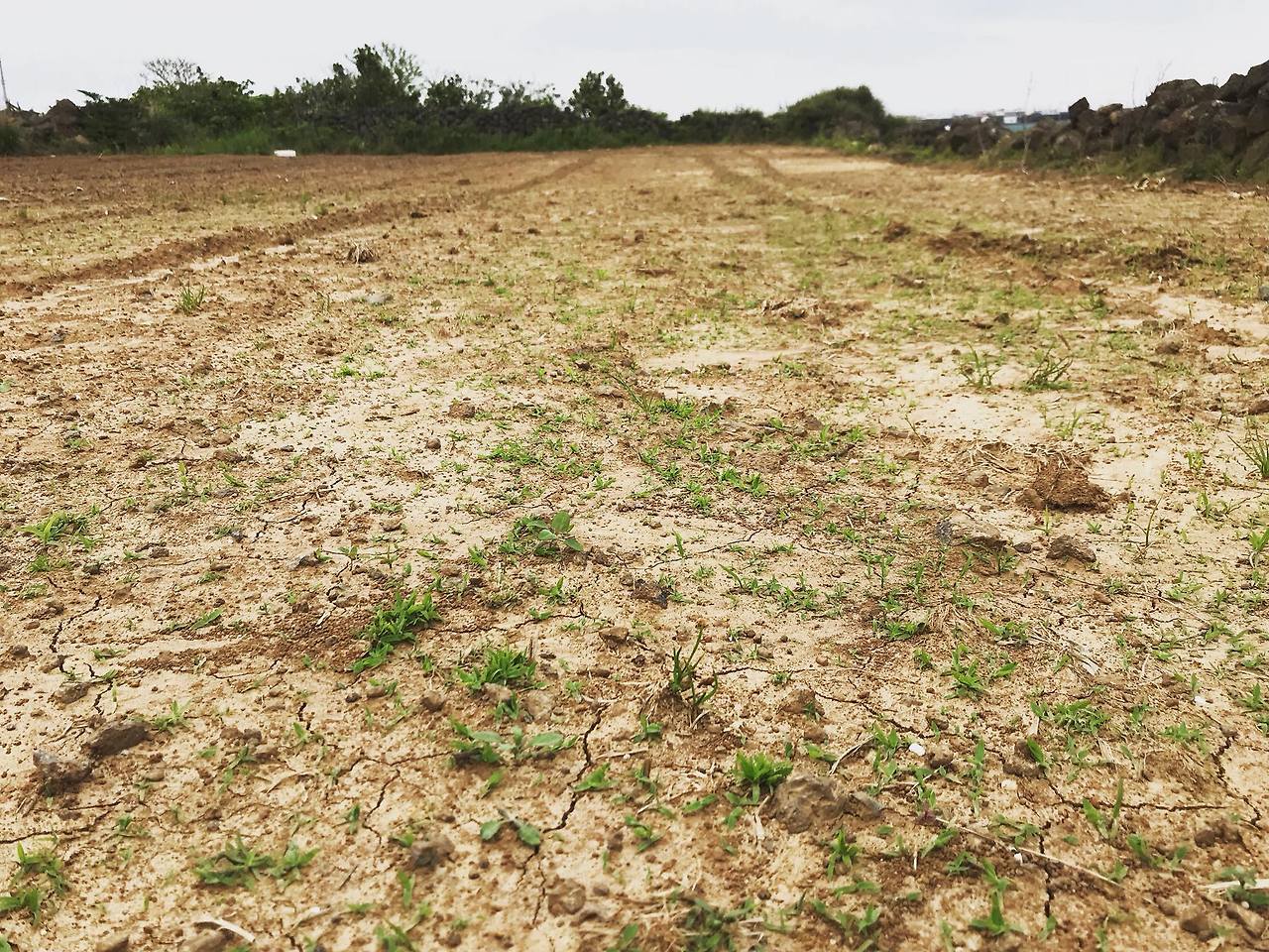 바랭이가 먼저 와서 주인행세를 하고 있다. 잘 부탁합니다 ㅎㅎ.jpg