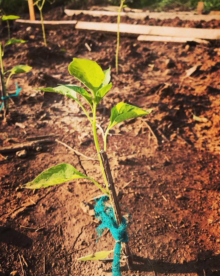 어린 고추모종이 살아남았다.jpg