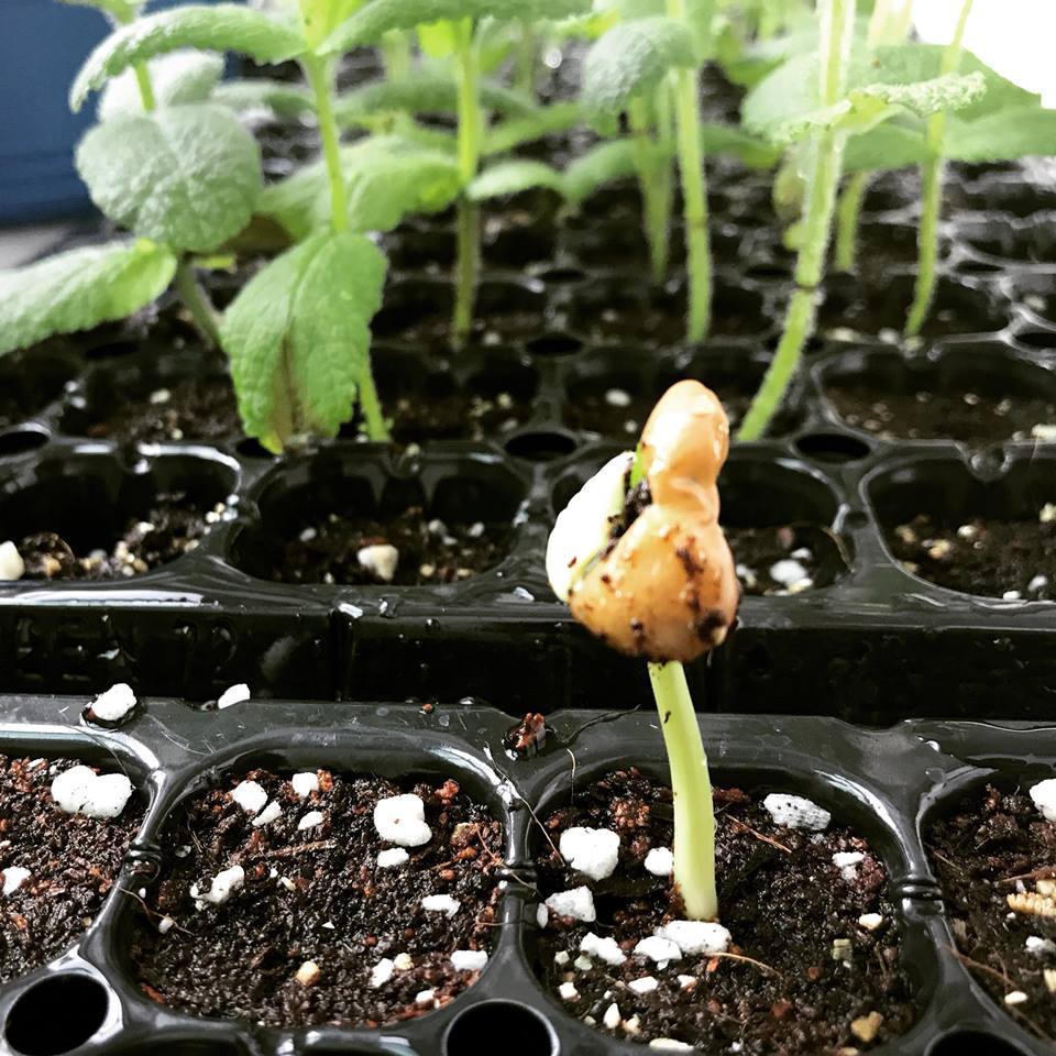 식물이 일어서는 힘은 지구를 들어올리는 힘과 비슷하지 않을까.jpg