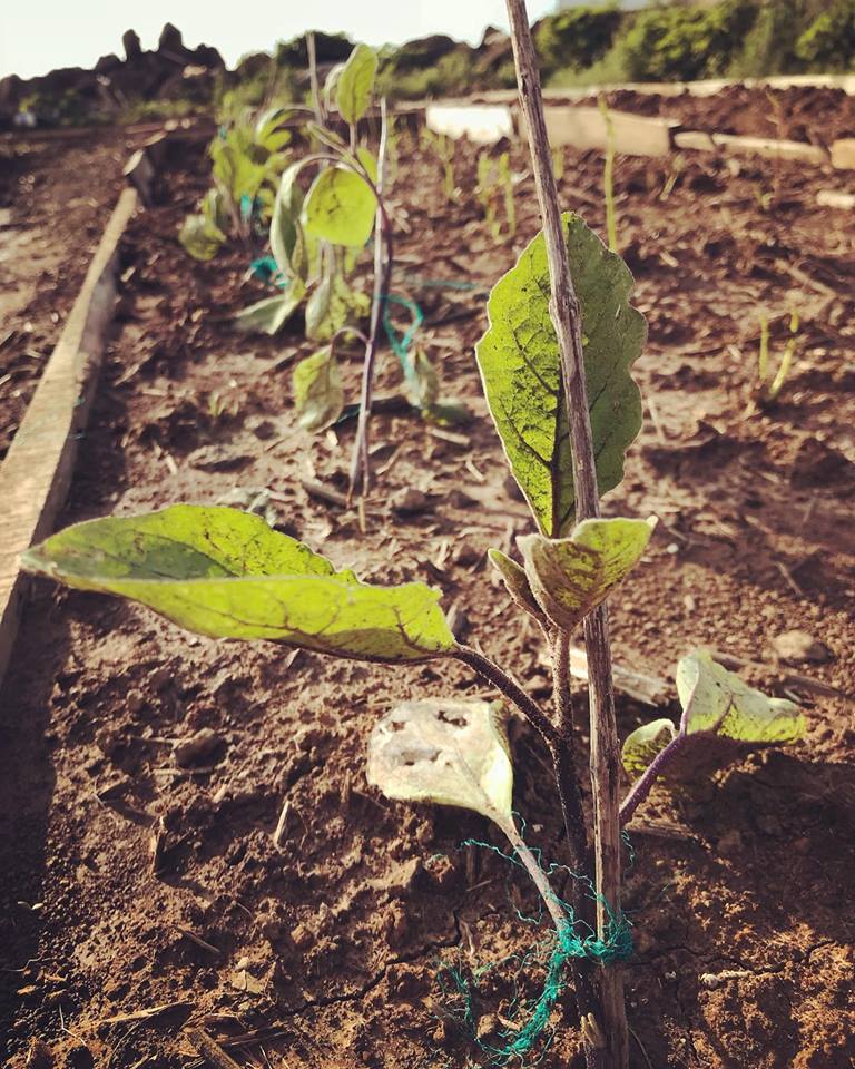 잎뒷면이 흙으로 뒤덮인 가지모종.jpg