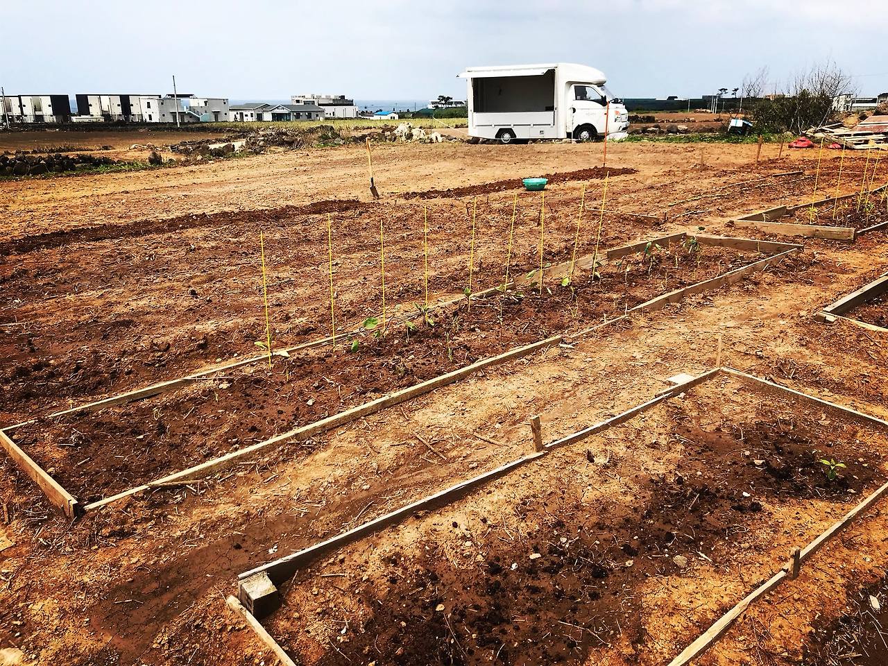 가지와 고추에 지지대를 설치해주었다..jpg