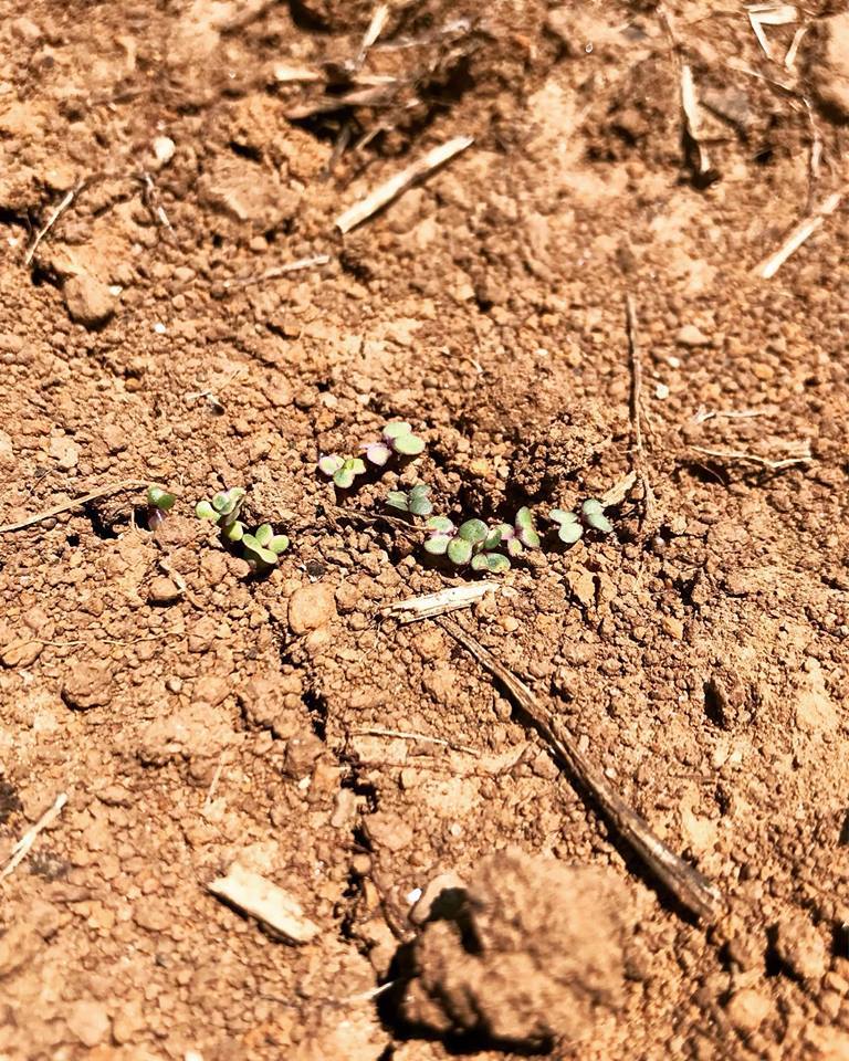 작은 새싹이 마른 땅거죽을 비집고 일어서고 있다.jpg