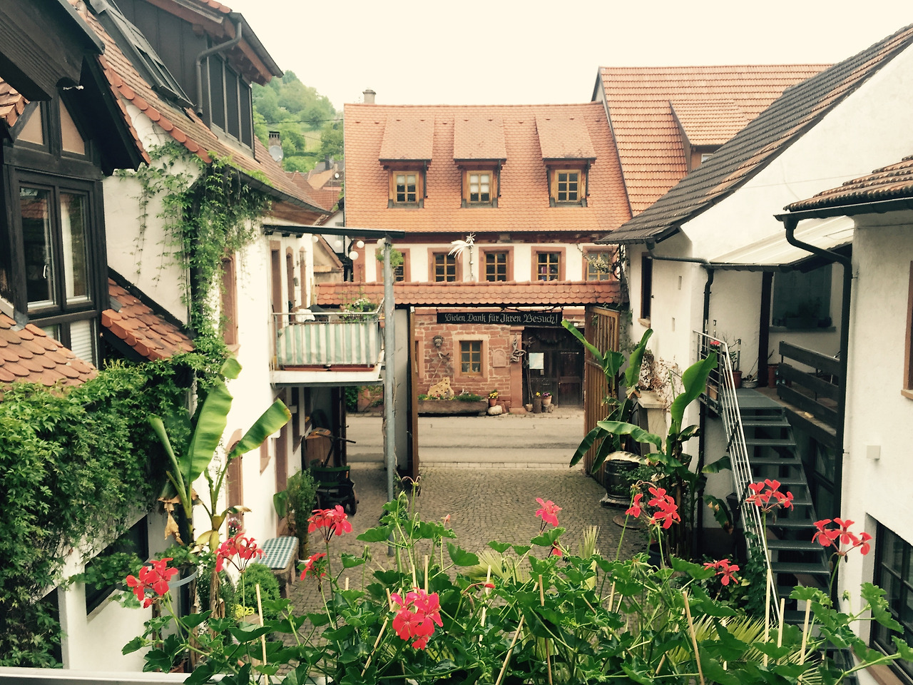 10일차 라인스바일러 포도.jpg