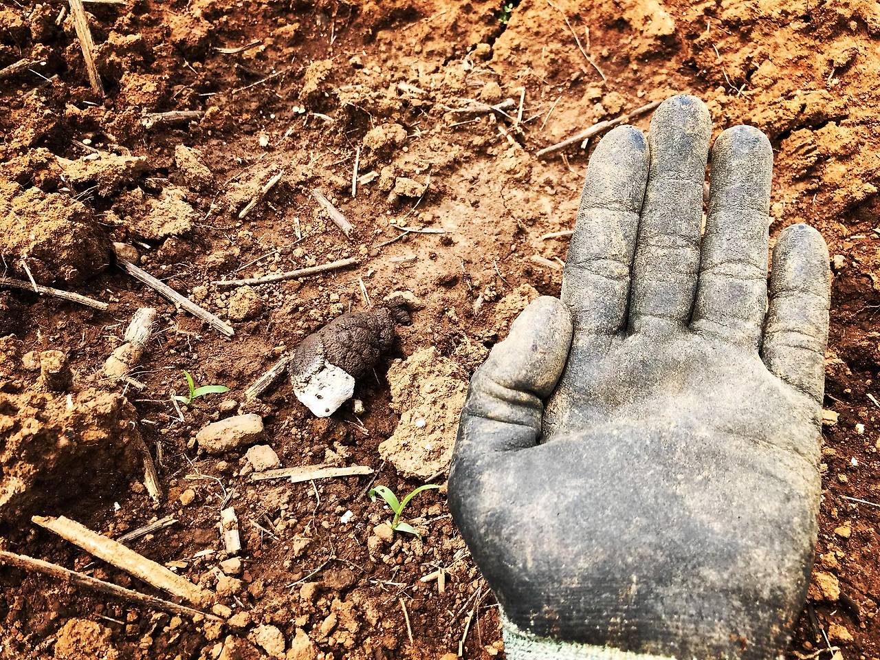 텃밭에서 다양한 똥들을 발견하고 놀랐는데 그중에 한 똥.. 어찌나 큰 똥인지. 아마도 새똥은 아닐듯하다..jpg