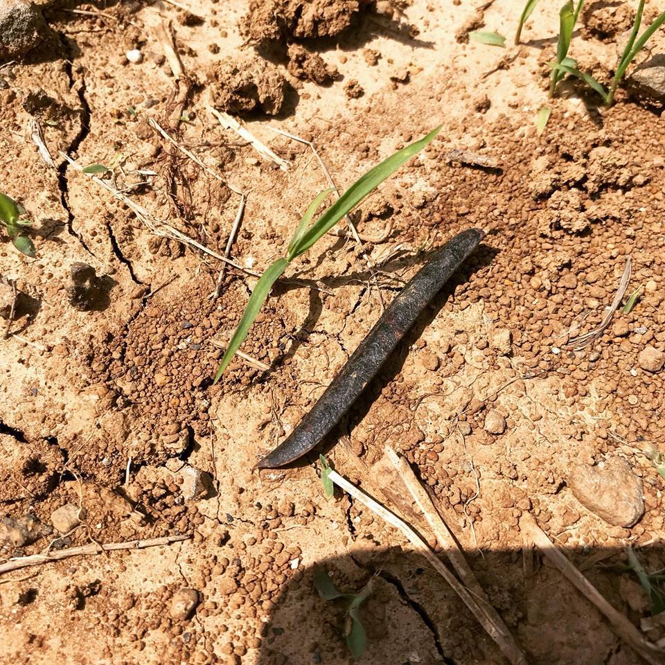 바랭이와 살갈퀴. 둘 중 누가 이길까..jpg